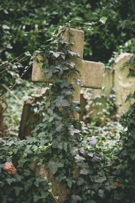 A weathered stone cross grave marker partially obscured by lush green ivy with dark green and purple-variegated leaves, situated in a dense, shaded cemetery setting. The cross is overgrown with foliag